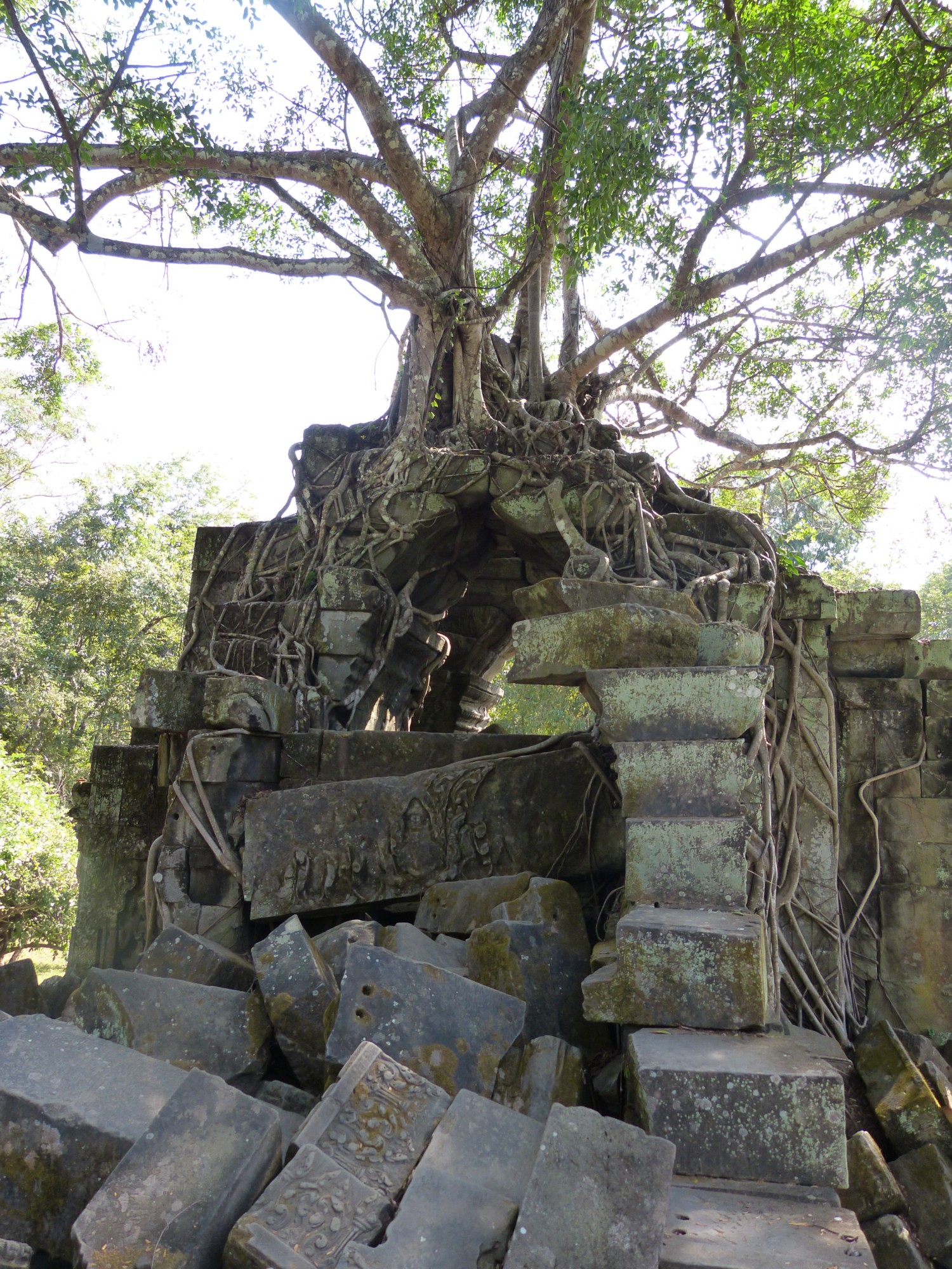 Baum-in-Felsen-Beng-Mealea-Kambodscha